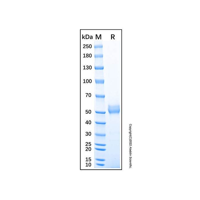 Recombinant Mouse Frizzled-2 Protein -    by Aladdin Scientific