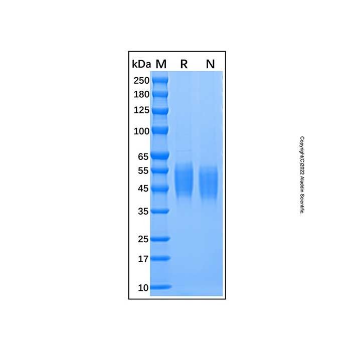 Recombinant Human B7-H4 Protein -    by Aladdin Scientific