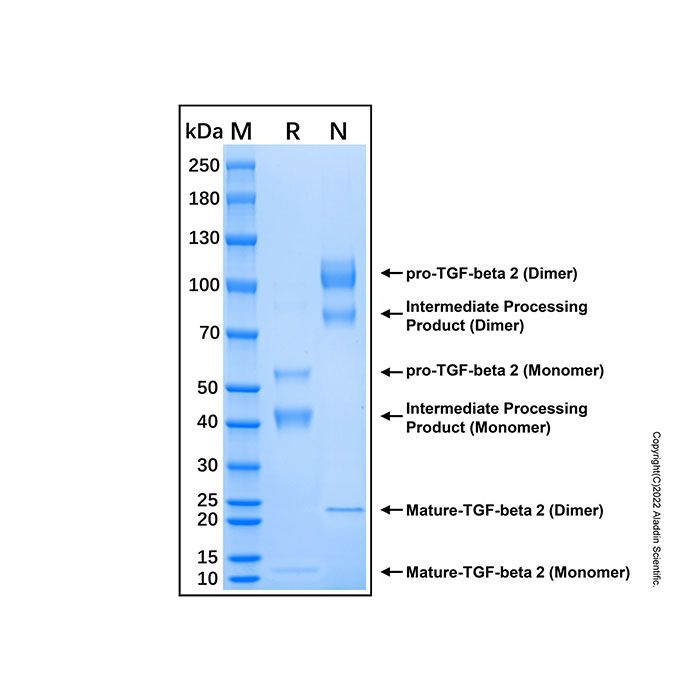 Recombinant Mouse TGF-beta 2 Protein -    by Aladdin Scientific