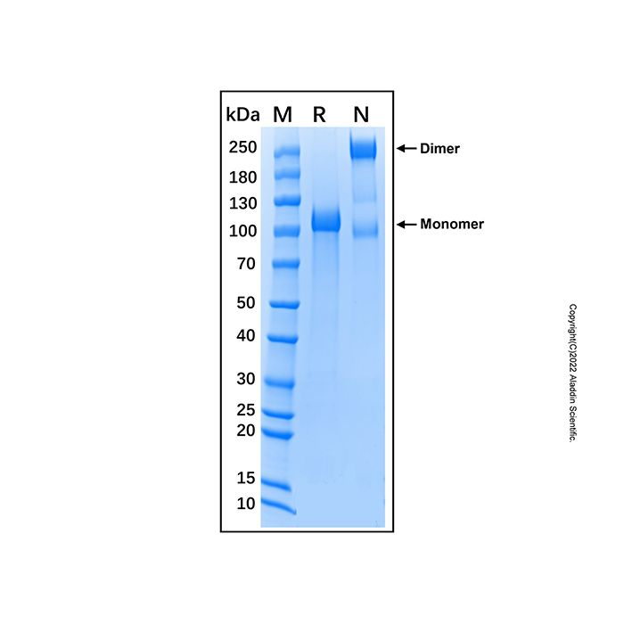 Recombinant Mouse E-Selectin/CD62E Protein -    by Aladdin Scientific