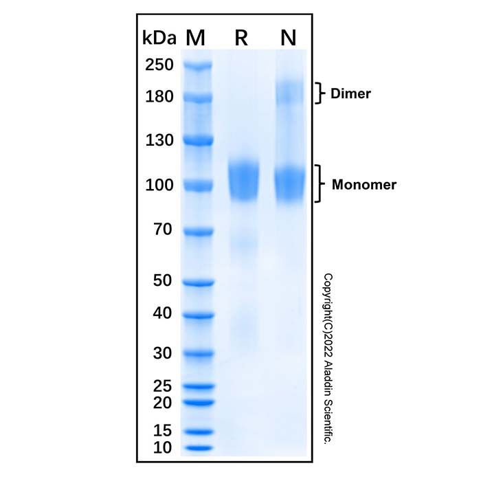 Recombinant Mouse Ret Protein -    by Aladdin Scientific