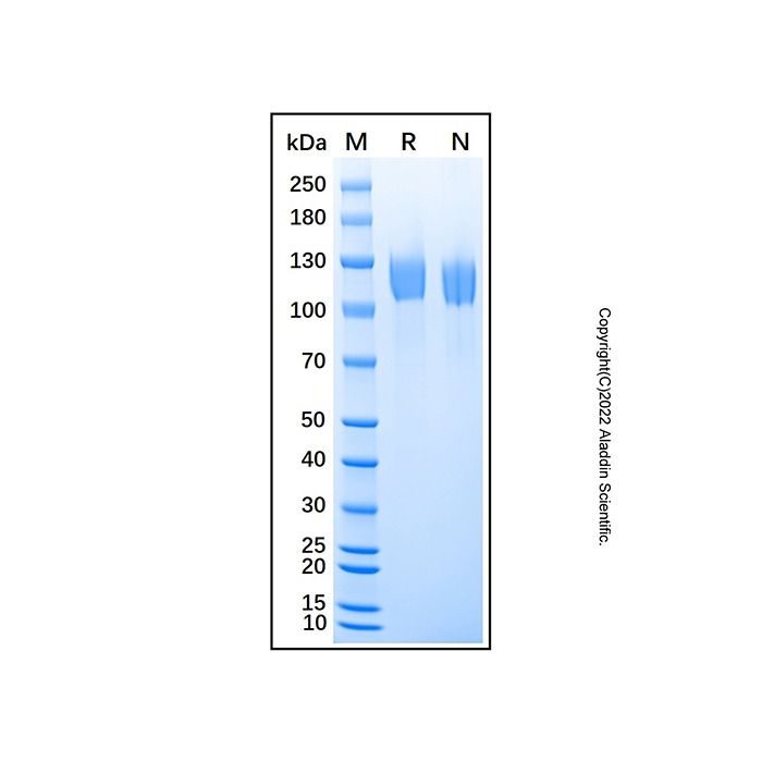 Recombinant Mouse Leptin R Protein -    by Aladdin Scientific