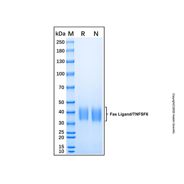 Recombinant Mouse Fas Ligand/TNFSF6 Protein -    by Aladdin Scientific