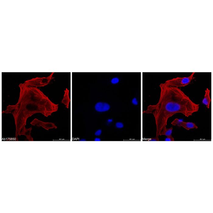Recombinant Streptavidin Protein (Cy5) -    by Aladdin Scientific