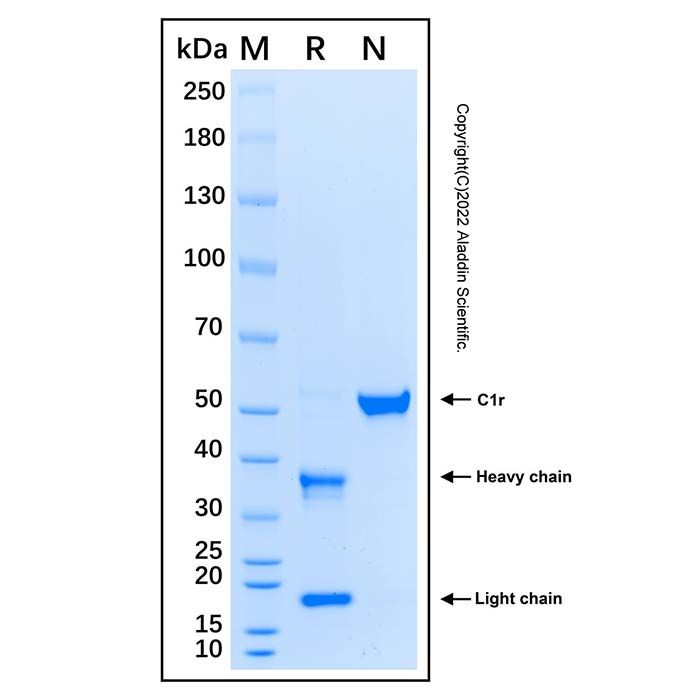 Recombinant Human Complement Component C1r Protein  -    by Aladdin Scientific