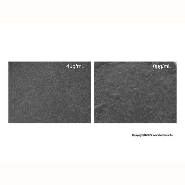 Recombinant Human Siglec-3/CD33 Protein -    by Aladdin Scientific
