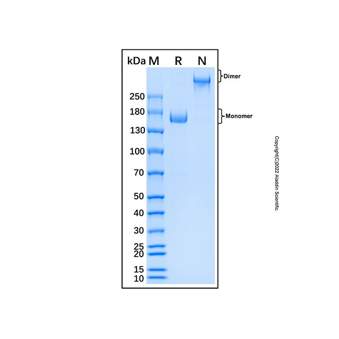 Recombinant Human Contactin-1 Protein  -    by Aladdin Scientific