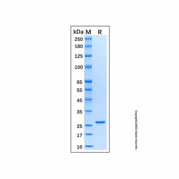 Recombinant Human HSP27 Protein -    by Aladdin Scientific