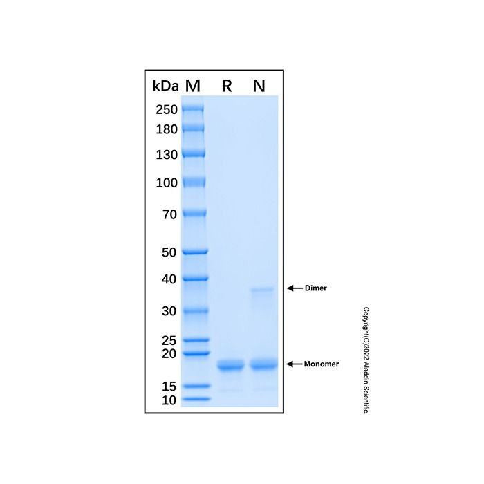 Recombinant Human IL-16 Protein -    by Aladdin Scientific