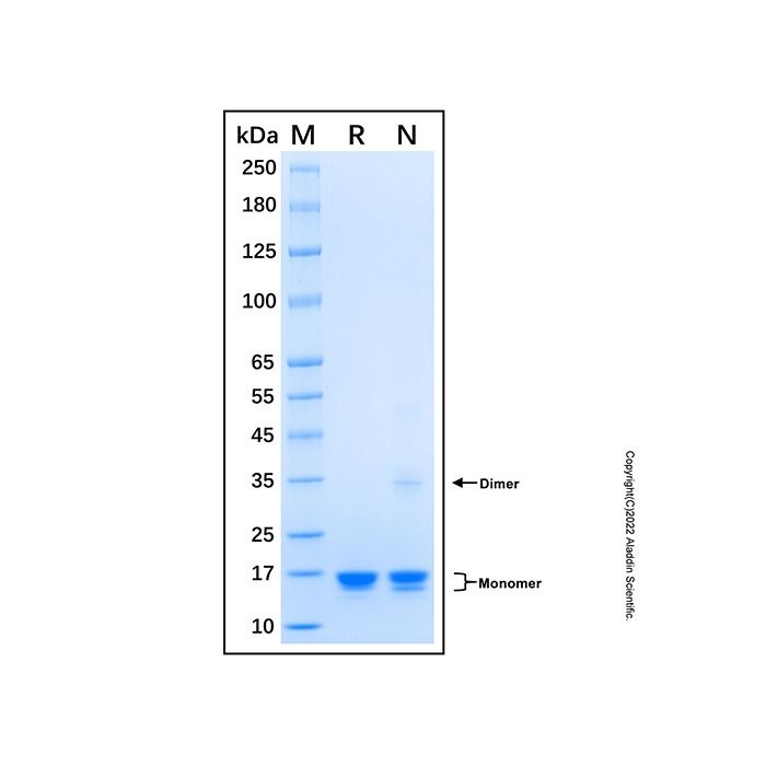 Recombinant Human BAFF/BLyS/TNFSF13B Protein -    by Aladdin Scientific