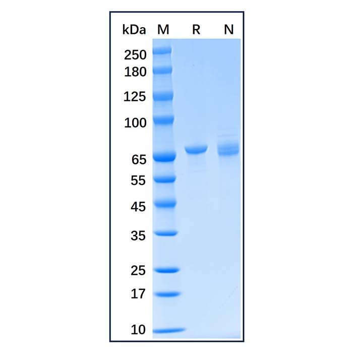 Recombinant Human Grp75/MOT Protein -    by Aladdin Scientific
