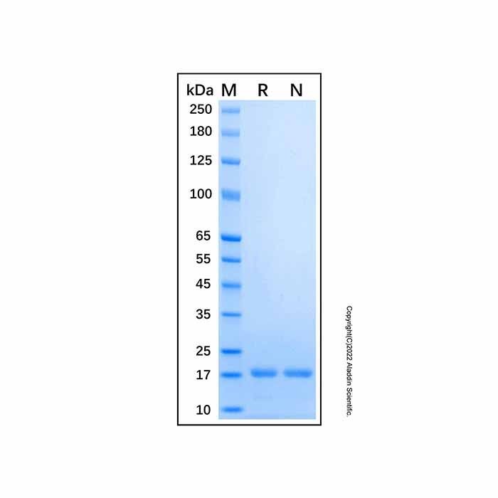 Recombinant Human Glukagon Protein -    by Aladdin Scientific