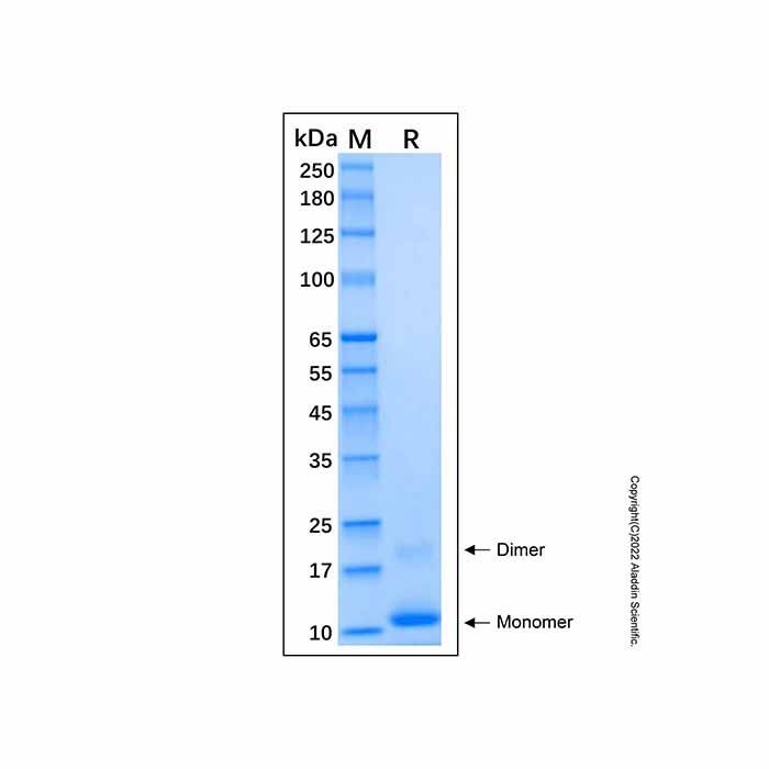 Recombinant Human Proinsulin Protein -    by Aladdin Scientific