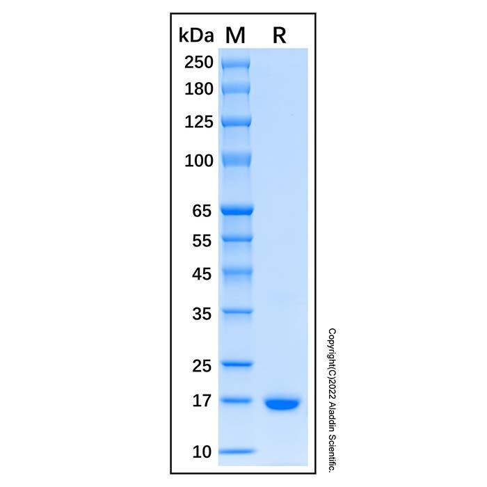 Recombinant Human IFN-alpha-2/IFNA2  Protein -    by Aladdin Scientific