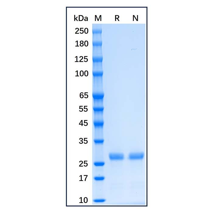 Recombinant Human Bcl-XL Protein -    by Aladdin Scientific