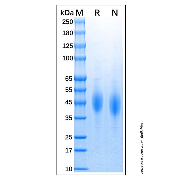 Recombinant Feline CD4 Protein -    by Aladdin Scientific