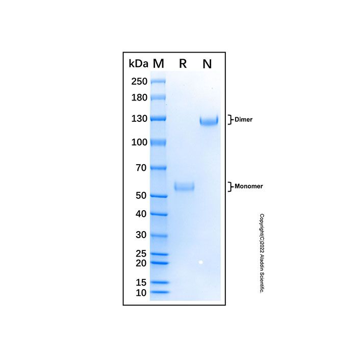 Recombinant Bovine CD8 alpha Protein -    by Aladdin Scientific