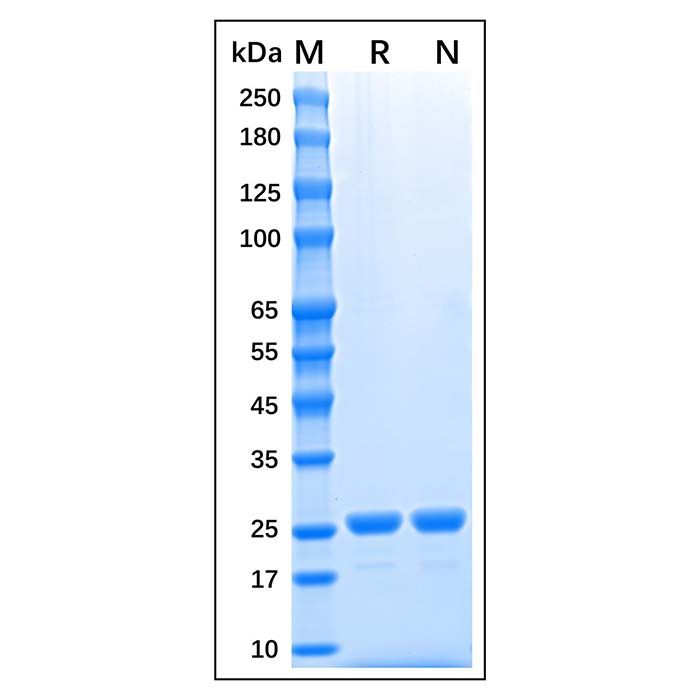 Recombinant Sumo Protease Protein -    by Aladdin Scientific