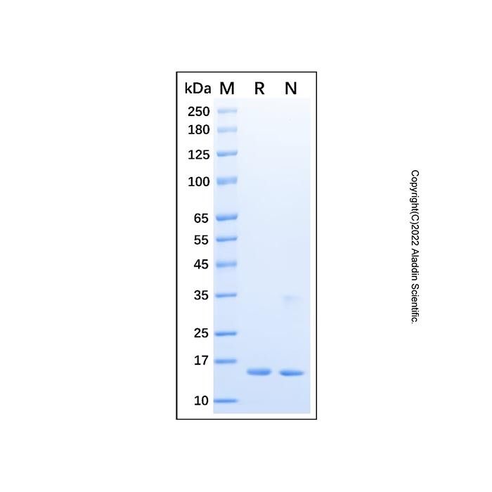 Recombinant Human IL-36 gamma/IL-1F9 Protein -    by Aladdin Scientific