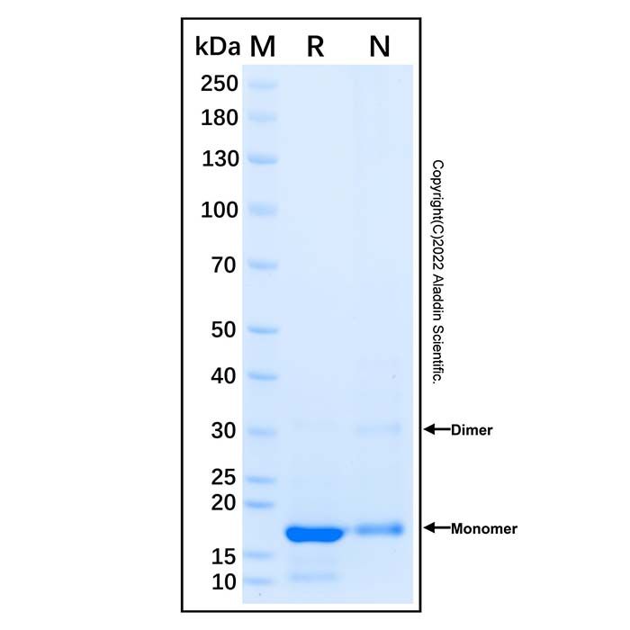 Recombinant Human Midkine Protein -    by Aladdin Scientific