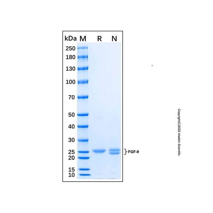 Recombinant Human FGF-9 Protein -    by Aladdin Scientific