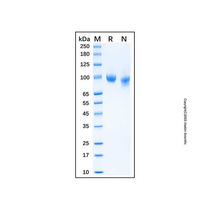 Recombinant Human Integrin alpha 4 Protein -    by Aladdin Scientific
