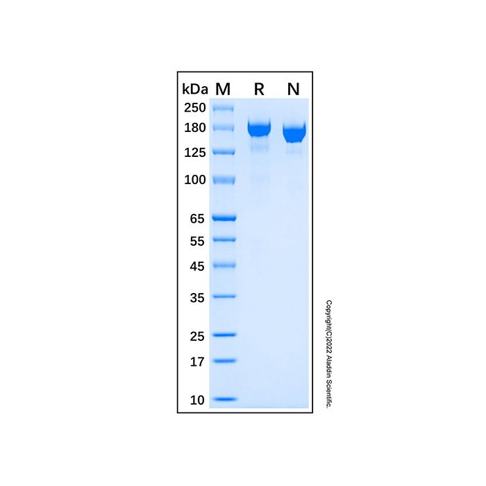 Recombinant Human MMR/CD206 Protein -    by Aladdin Scientific