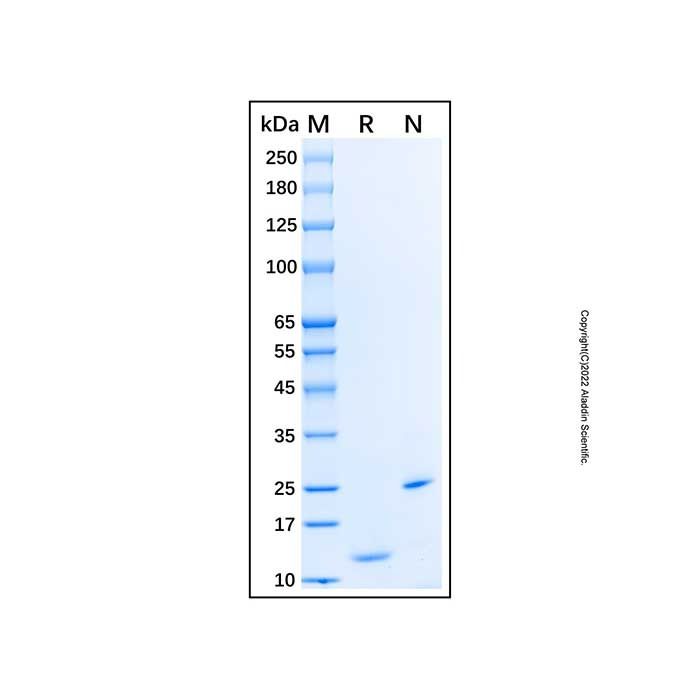 Recombinant Human CCL24/Eotaxin-2/MPIF-2 Protein -    by Aladdin Scientific