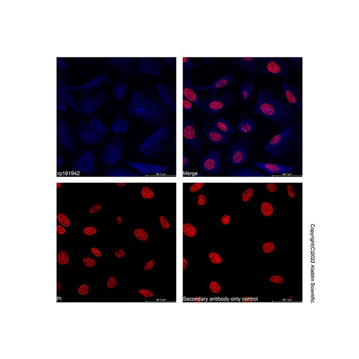 Recombinant Streptavidin Protein (AF405) -    by Aladdin Scientific