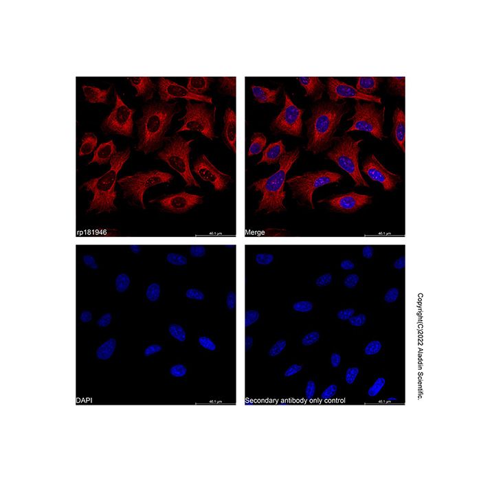 Recombinant Streptavidin Protein (AF647) -    by Aladdin Scientific