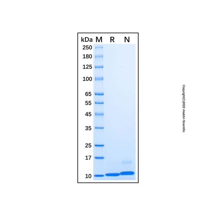 Recombinant Mouse CXCL1/KC Protein -    by Aladdin Scientific