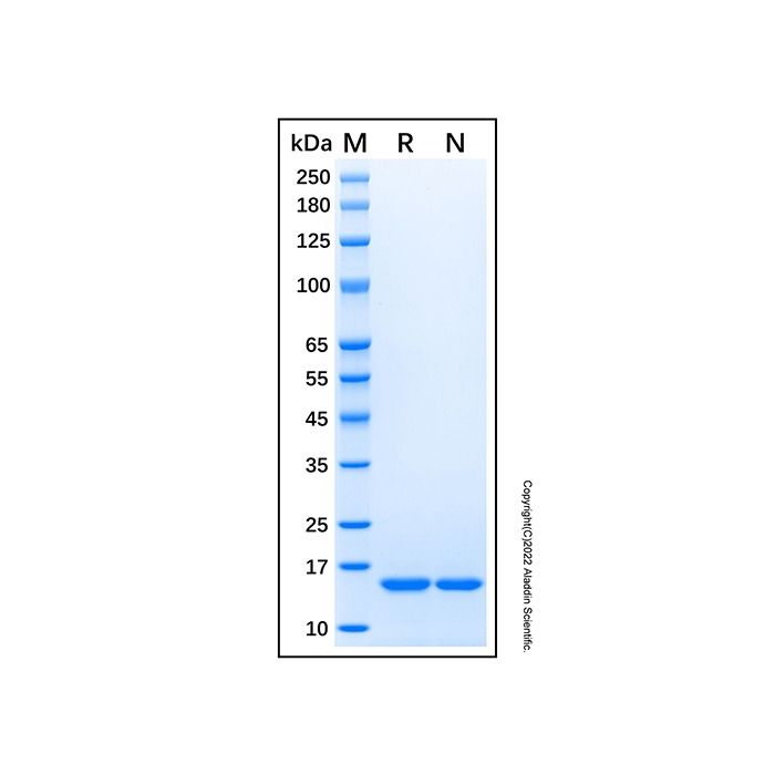 Recombinant Rat TNF-alpha Protein -    by Aladdin Scientific
