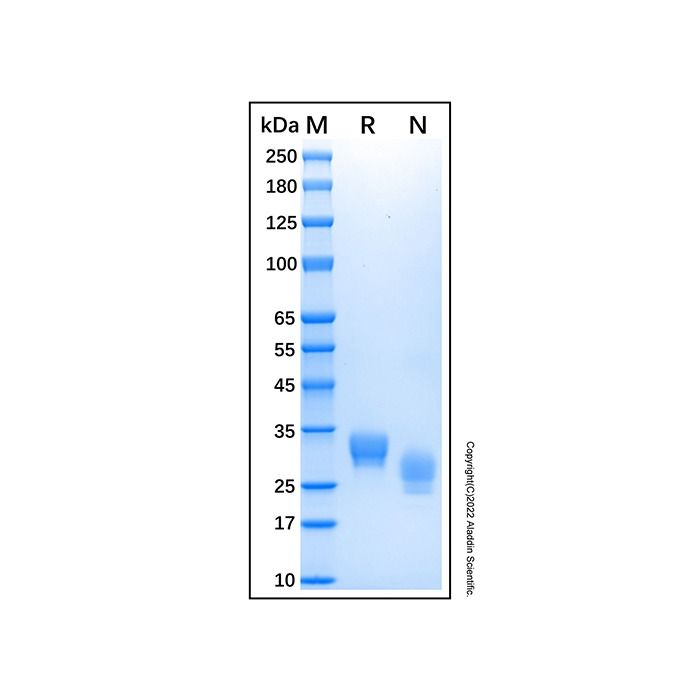 Recombinant Human CXADR Protein -    by Aladdin Scientific