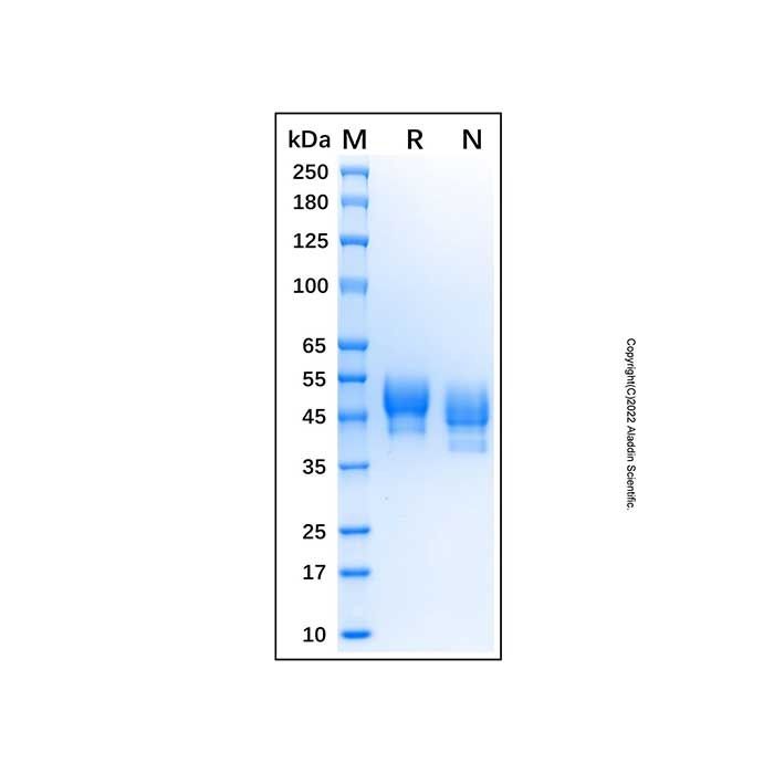 Recombinant Human SIRP beta 1/CD172b Protein -    by Aladdin Scientific