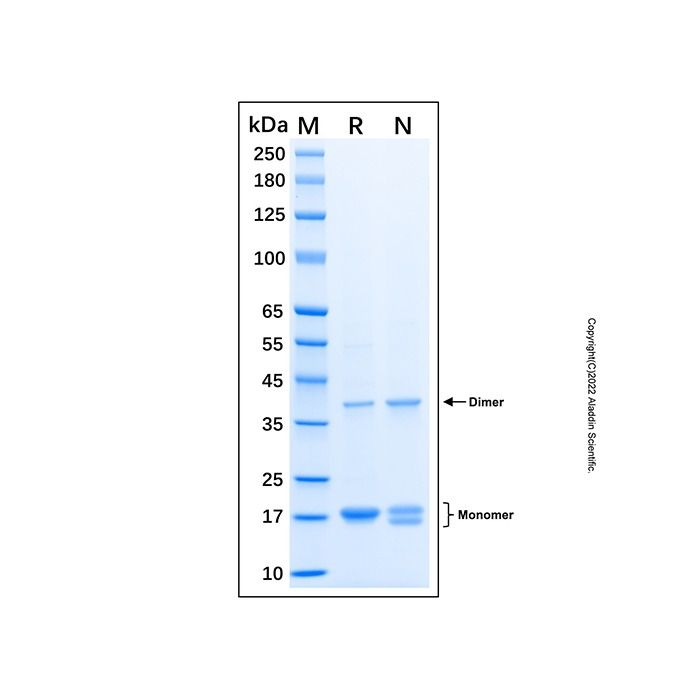 Recombinant Human STAT3 Protein -    by Aladdin Scientific
