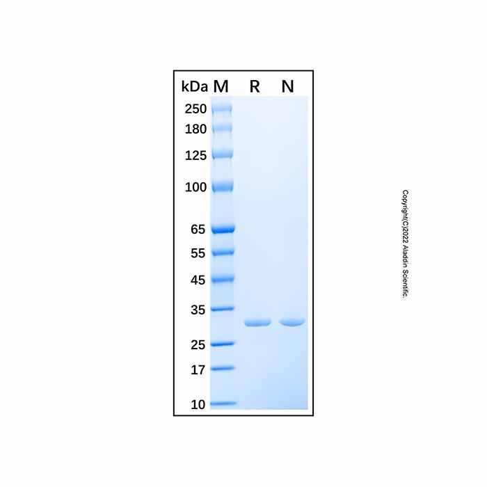 Recombinant Human Carbonic Anhydrase XIII Protein -    by Aladdin Scientific