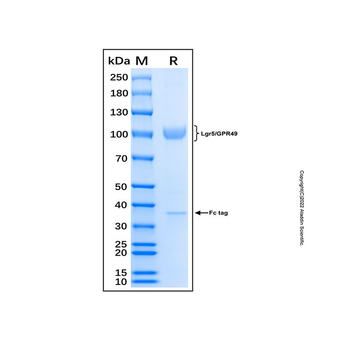 Recombinant Human Lgr5/GPR49 Protein -    by Aladdin Scientific