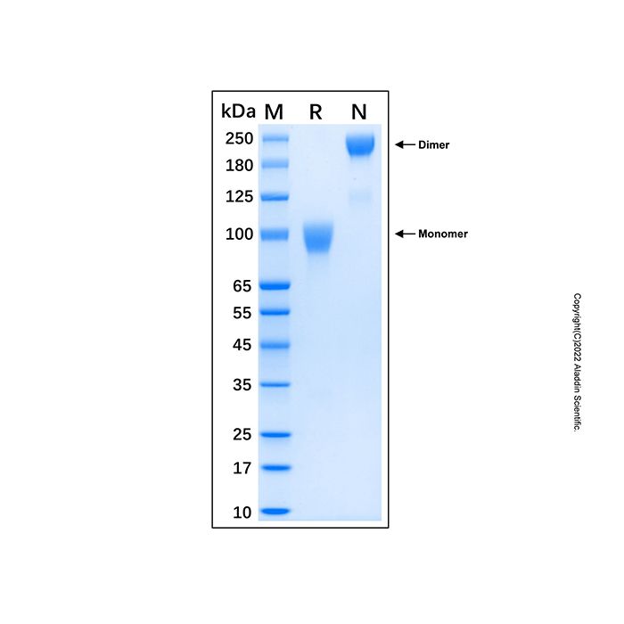 Recombinant Human FGFR3 (IIIc) Fc Chimera Protein -    by Aladdin Scientific