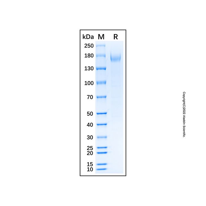 Recombinant Human Pappalysin-2/PAPP-A2 Protein  -    by Aladdin Scientific