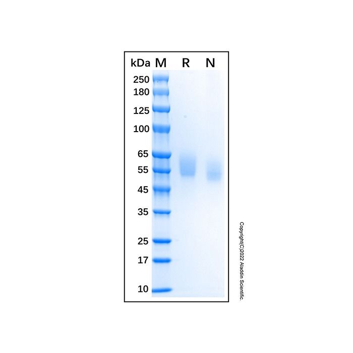 Recombinant Human Tyro3/Dtk Protein -    by Aladdin Scientific