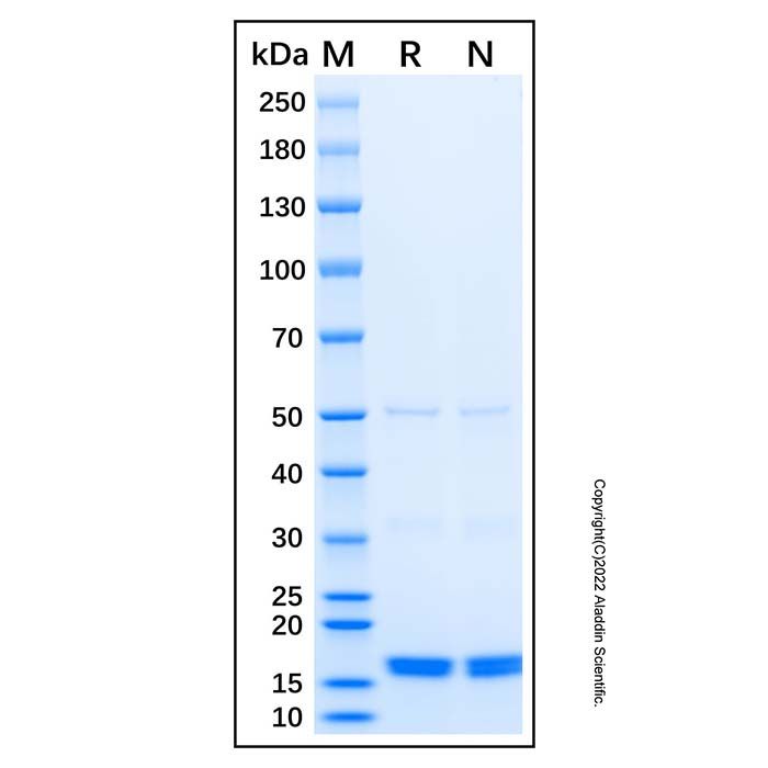 Recombinant Human PODXL Protein  -    rp184101 by Aladdin Scientific