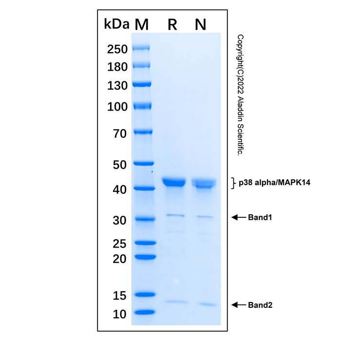 Recombinant Human p38 alpha Protein -    by Aladdin Scientific