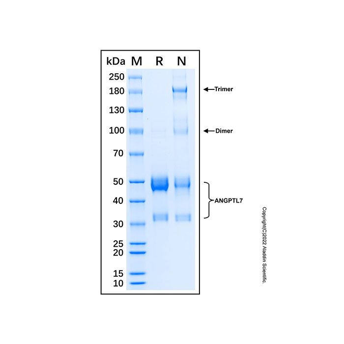 Recombinant Human Angiopoietin-like 7 Protein -    by Aladdin Scientific