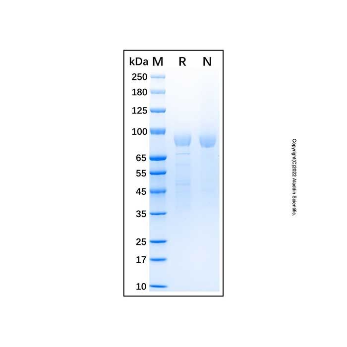 Recombinant Human VE-Cadherin Protein -    by Aladdin Scientific