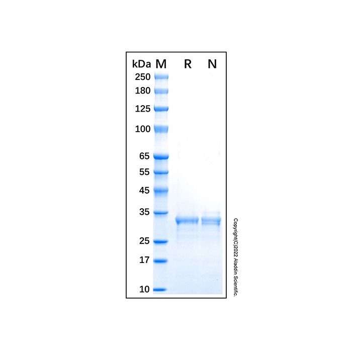 Recombinant Human CDK4 Protein -    by Aladdin Scientific