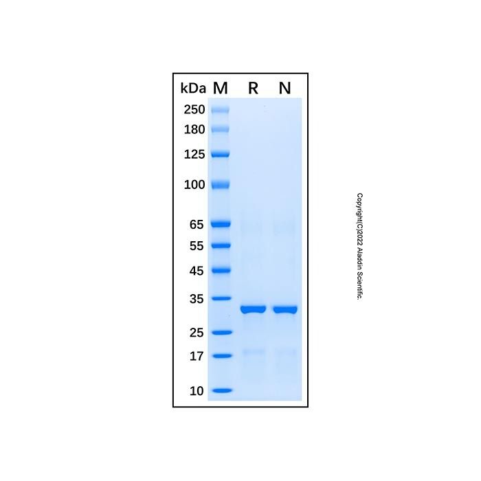 Recombinant Human Caspase-9 Protein -    by Aladdin Scientific