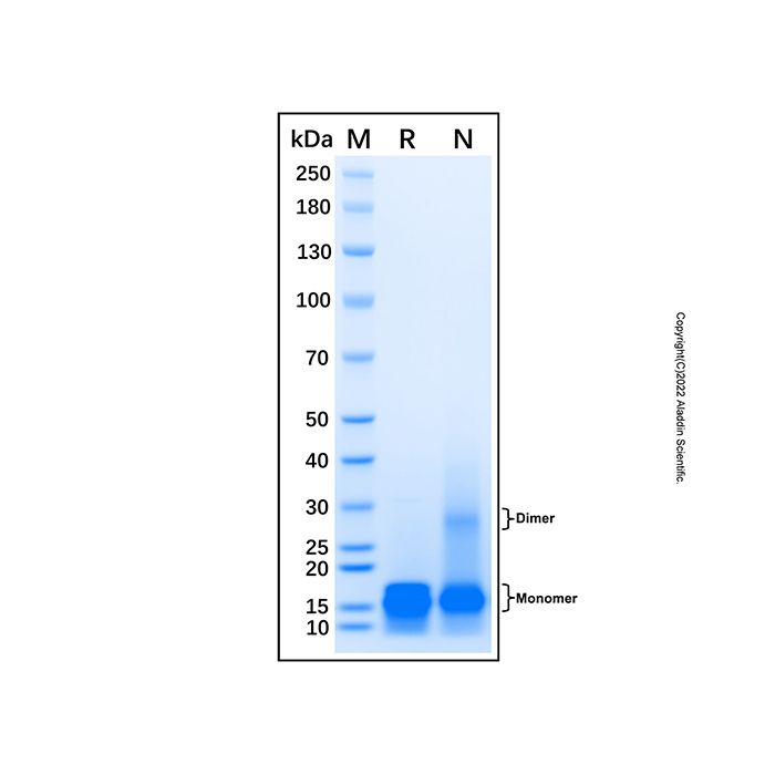 Recombinant Mouse CXCL17/VCC-1 Protein -    by Aladdin Scientific