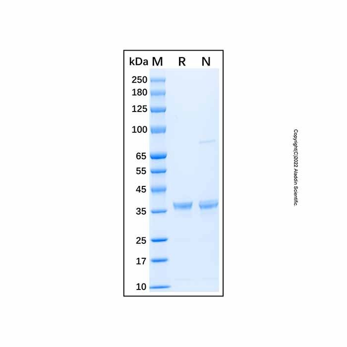 Recombinant Human Livin Protein -    by Aladdin Scientific