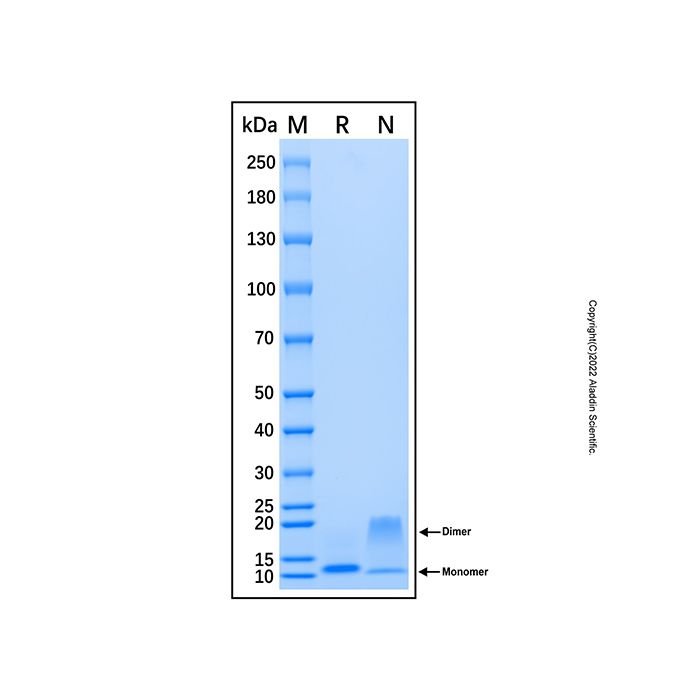 Recombinant Human CCL4L1/MIP-1 beta Isoform LAG-1 Protein -    by Aladdin Scientific
