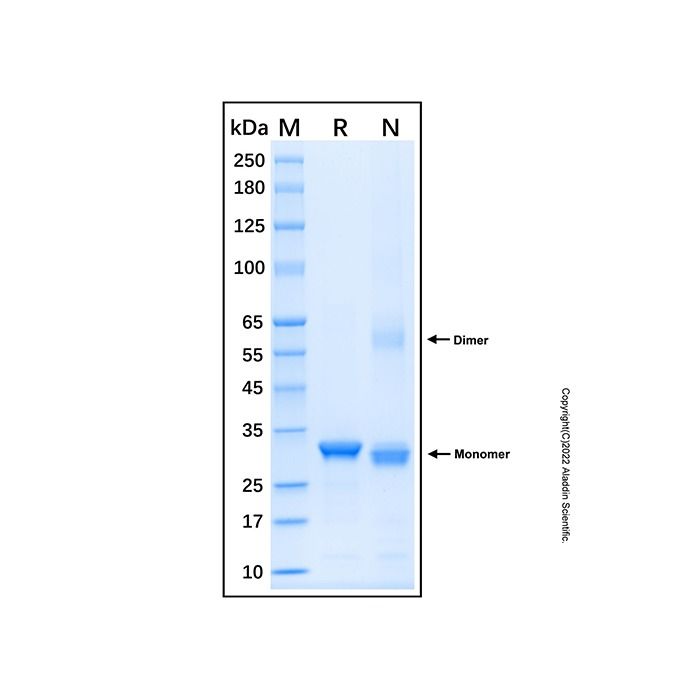 Recombinant Human ATR Protein -    by Aladdin Scientific